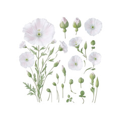 White poppies and buds arrangement on black