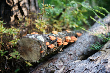 森の再生と生命力