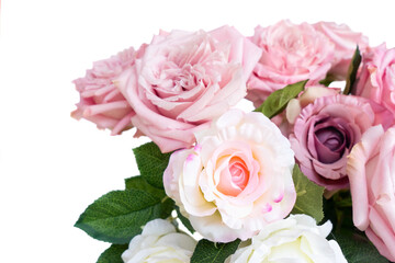 Pink roses isolated on transparent background 