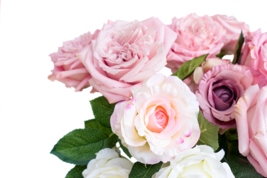 Pink roses isolated on transparent background  - Powered by Adobe
