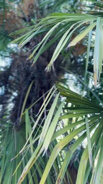 Vista ravvicinata di fogliame di un albero di palma leggermente mosso da una brezza- formato verticale