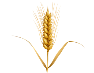 Golden wheat stalk with delicate leaves against black