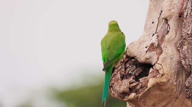 Slow motion video of green parakeet sitting near its nest hole on a tree in Sri Lanka. Tropical bird behavior in natural habitat, perfect for wildlife documentaries and nature films. Safari in Asia.
