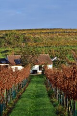 Weinkeller im Fels am Wagram, Österreich, vertikal