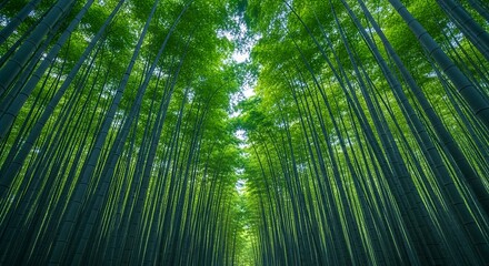 Fototapeta premium Lush Bamboo Forest Canopy - A Serene Green Escape.