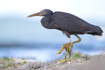 Close up Portrait of Pacific Reef Egret