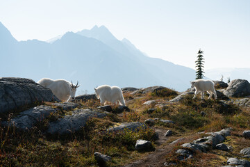 Mountain goats wander a high-altitude rocky terrain with hazy peaks beyond.