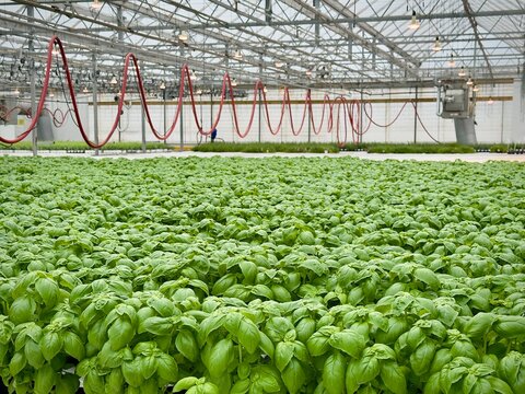 rows of basil plants in warehouse  - Powered by Adobe