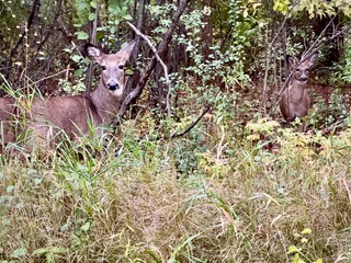 deer in the woods