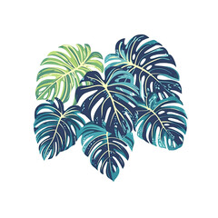 Monstera leaves on Transparent Background