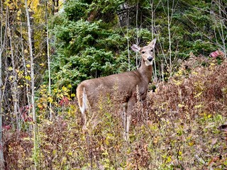 deer standing on hill