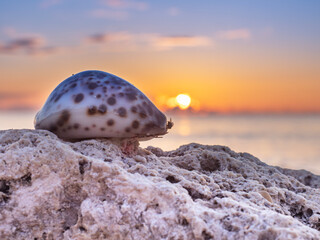 Shell on a rock as the sun goes down