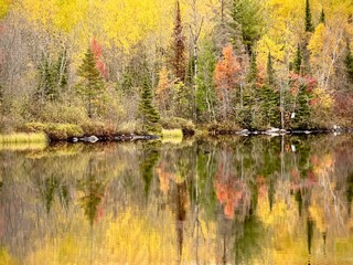 autumn trees reflecting in lake water
