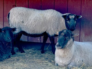 2 white sheep and one black sheep 