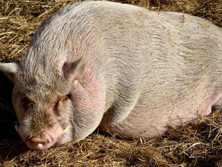 One large hog pig resting
