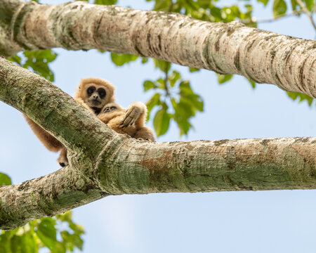 Gibbon monkey with child in the jungle - Powered by Adobe