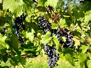 bunch of grapes on the vine