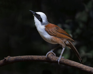 White-crested laughing thrush deep in a dark jungle