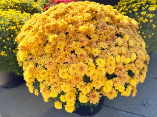 yellow chrysanthemum flowers in pot