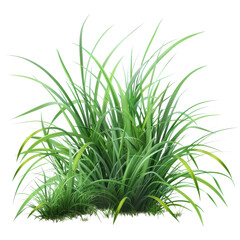 Fototapeta premium Lush green grass growing in a natural setting during bright daylight in a peaceful area on transparent background