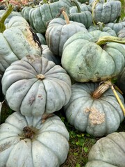pumpkins in a pile after picking 