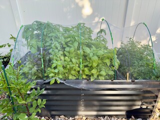 Raised herb garden with net covering for protection
