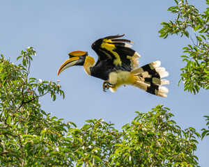 Great Hornbill jumps between trees