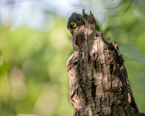 Baby owl peeks out from the nest