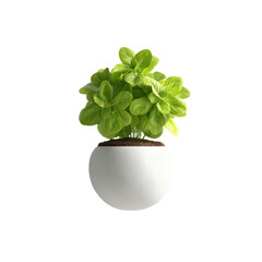 Vibrant green plant in a minimalist white pot, adding freshness to any space.
