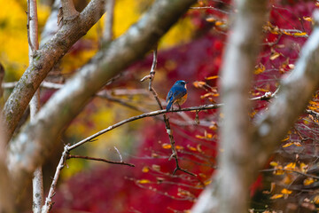 紅葉の中の青い小鳥（ルリビタキ）