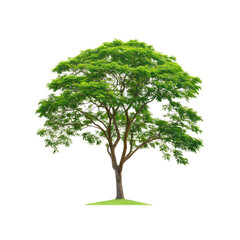 Green tree isolated on Transparent Background