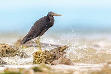 Pacific reef egret with waves splashing around it