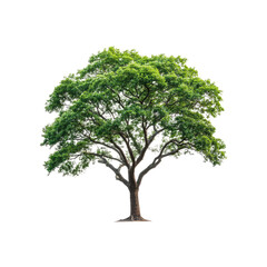 Large tree isolated on black