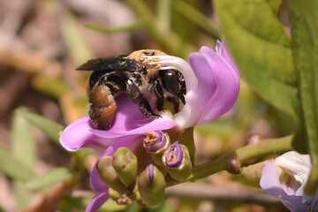 Honeybee (Epimelissodes obliquus) pollinating a coastal flower. Macro image.