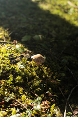 Small mushroom in forest moss light