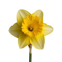 Elegant Single Daffodil Bloom Against White Background Capturing Springtime Freshness and Floral Beauty for Botanical and Seasonal Projects