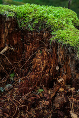Moss covered tree stump in forest