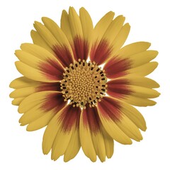 Striking gaillardia flower with yellow petals and red accents isolated on white background showcasing natures beauty and intricate detail