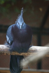 portrait of Victoria's crowned pigeon on a dark background