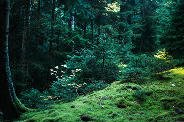 Young spruce trees in green forest light