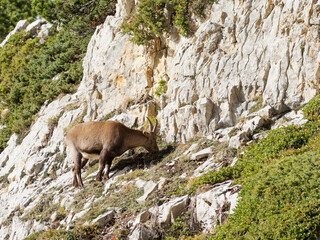 Bouquetins des Alpes (Capra ibex) broutant sur une paroi rocheuse du Vercors, en plein habitat alpin