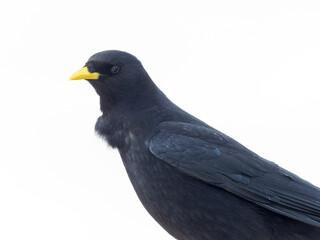 Chocard à bec jaune (Pyrrhocorax graculus) posé sur les rochers en altitude dans les Alpes, portrait naturaliste d’un oiseau de montagne