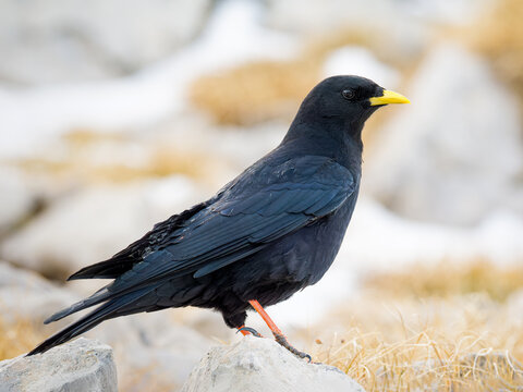 Chocard &agrave; bec jaune (Pyrrhocorax graculus) pos&eacute; sur les rochers en altitude dans les Alpes, portrait naturaliste d&rsquo;un oiseau de montagne