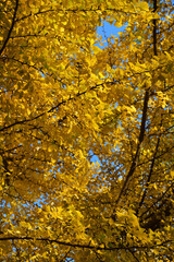The golden ginkgo leaves in autumn season