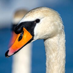 Close-up of a Mute Swans Head and Neck.