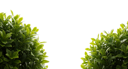 Vibrant green leaves against a deep black background
