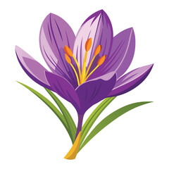 Spring Awakening: Purple Crocus in Bloom