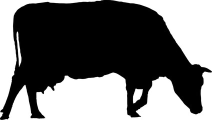 Silhouette of Cow on white background.