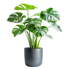 A lush green monstera deliciosa plant in a modern transparent gray pot against a transparent background
