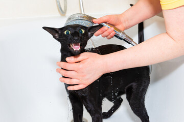 Black oriental cat taking bath in bathroom. Woman washes black cat in bathtub